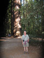 Redwoods 10