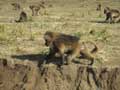 baboons 2