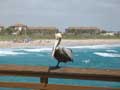 pelican and appartment