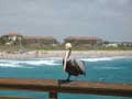 pelican and appartment 2
