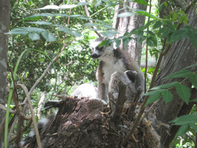 45k .jpg image of lemur 1