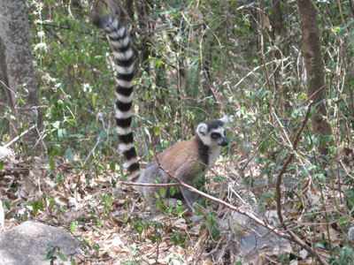 57k .jpg image of lemur 2