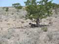 hyeana in shade