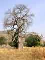 Baobou tree