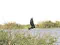 Cormorant take off