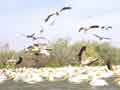 Pelicans come into land